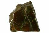 Iridescent Ammolite (Fossil Ammonite Shell) - Alberta, Canada #156813-1